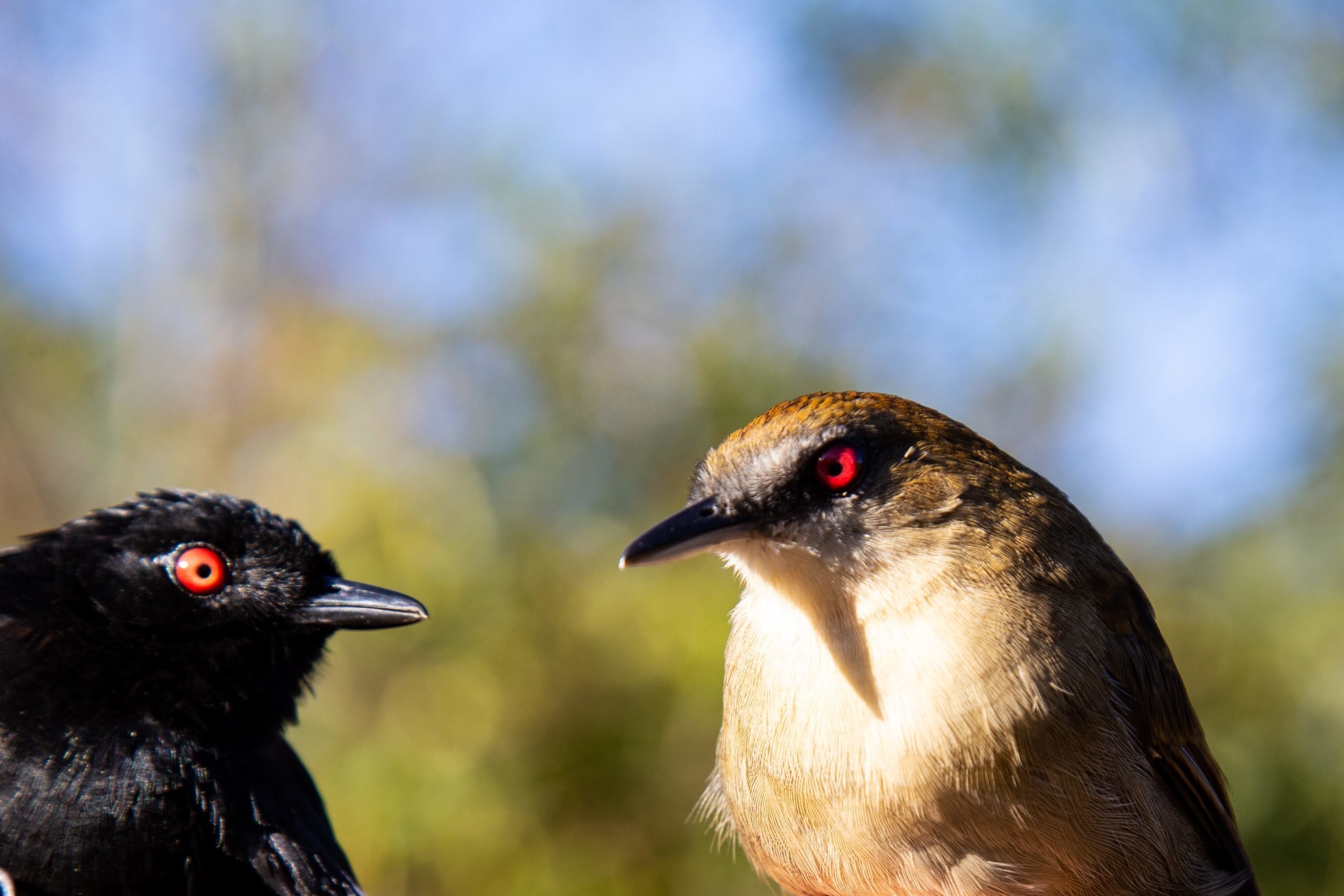 Foto de Rodrigo Carvalho Gon&ccedil;alves 41