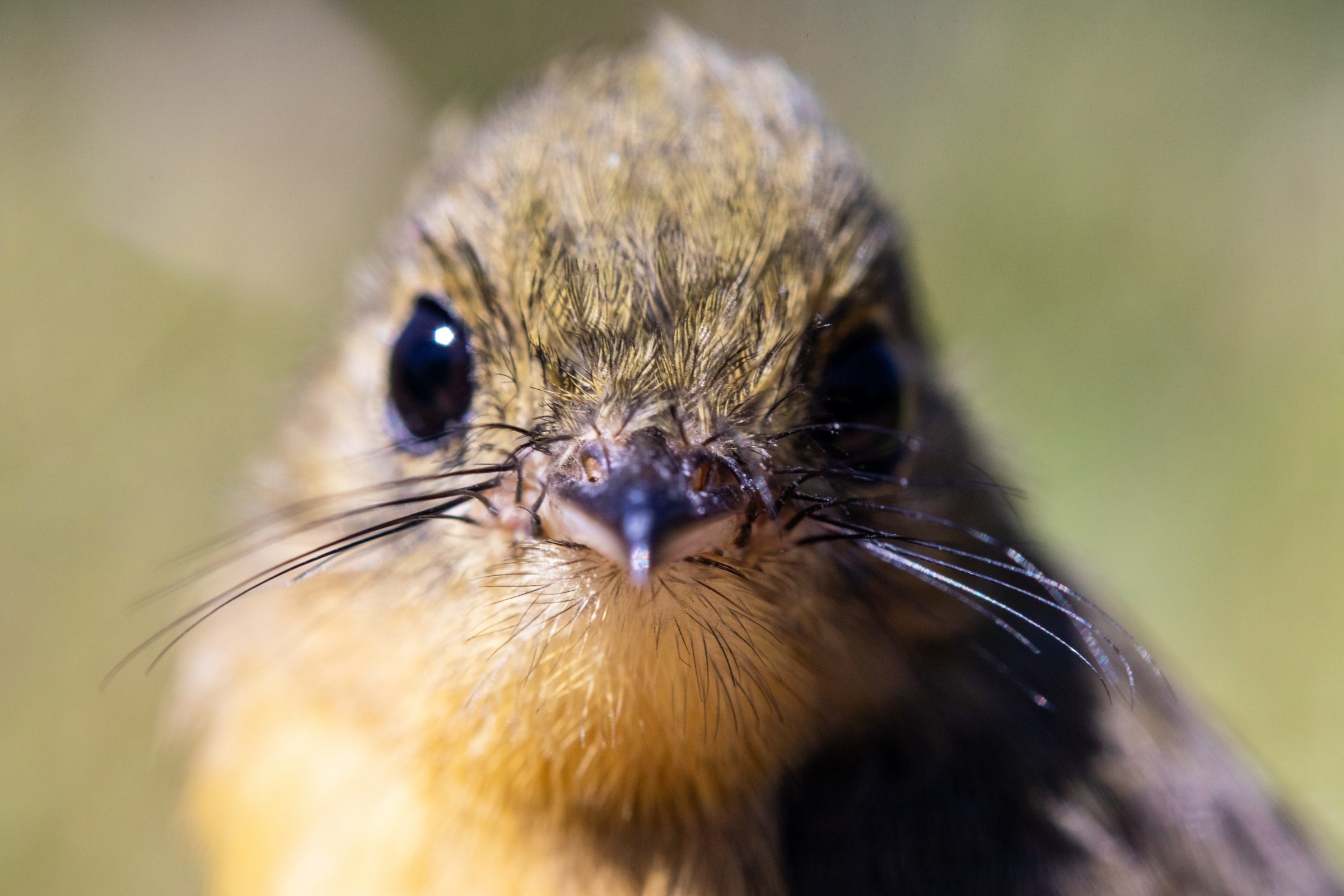 Foto de Rodrigo Carvalho Gon&ccedil;alves 39