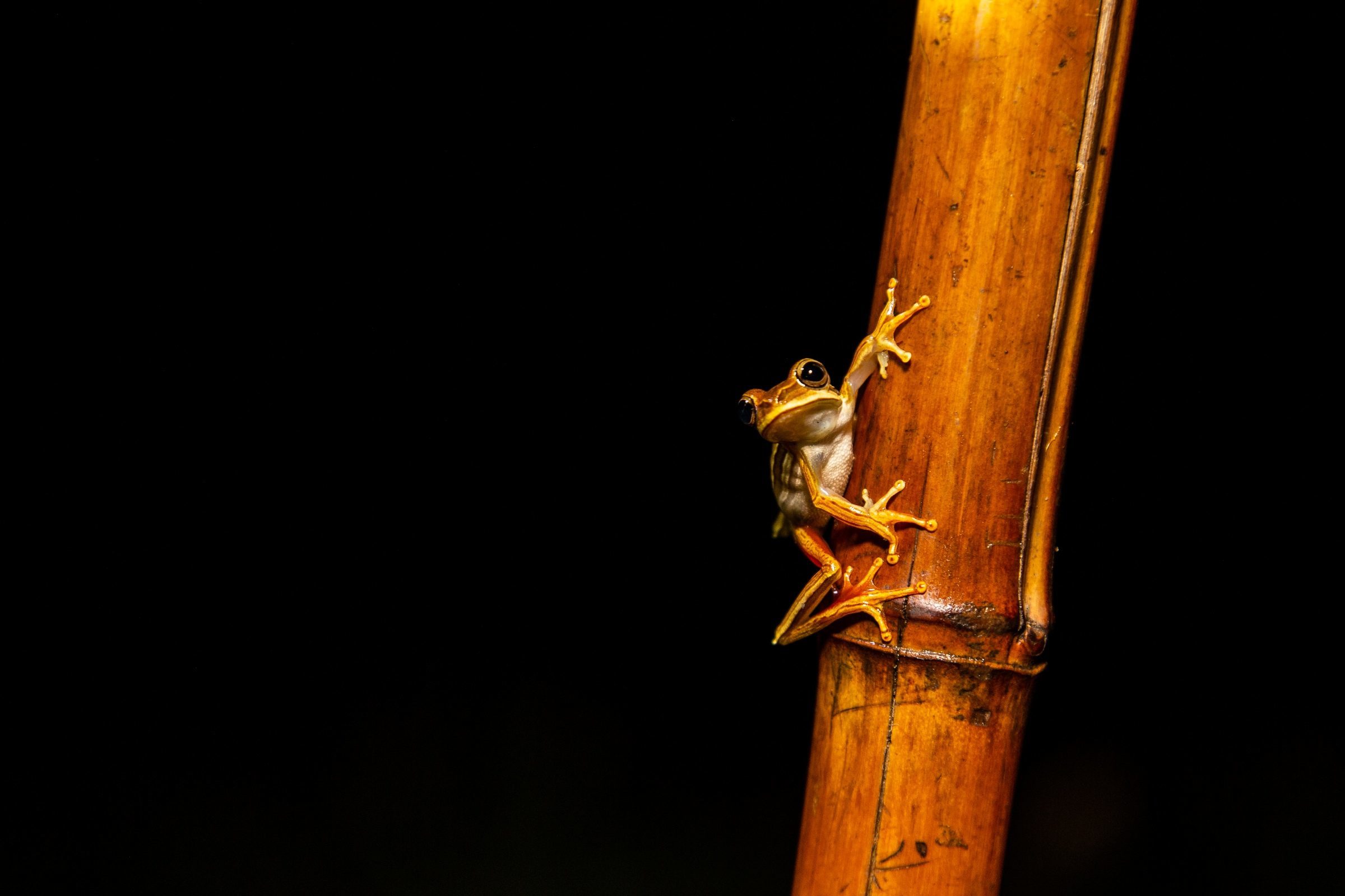 Foto de Rodrigo Carvalho Gon&ccedil;alves 47