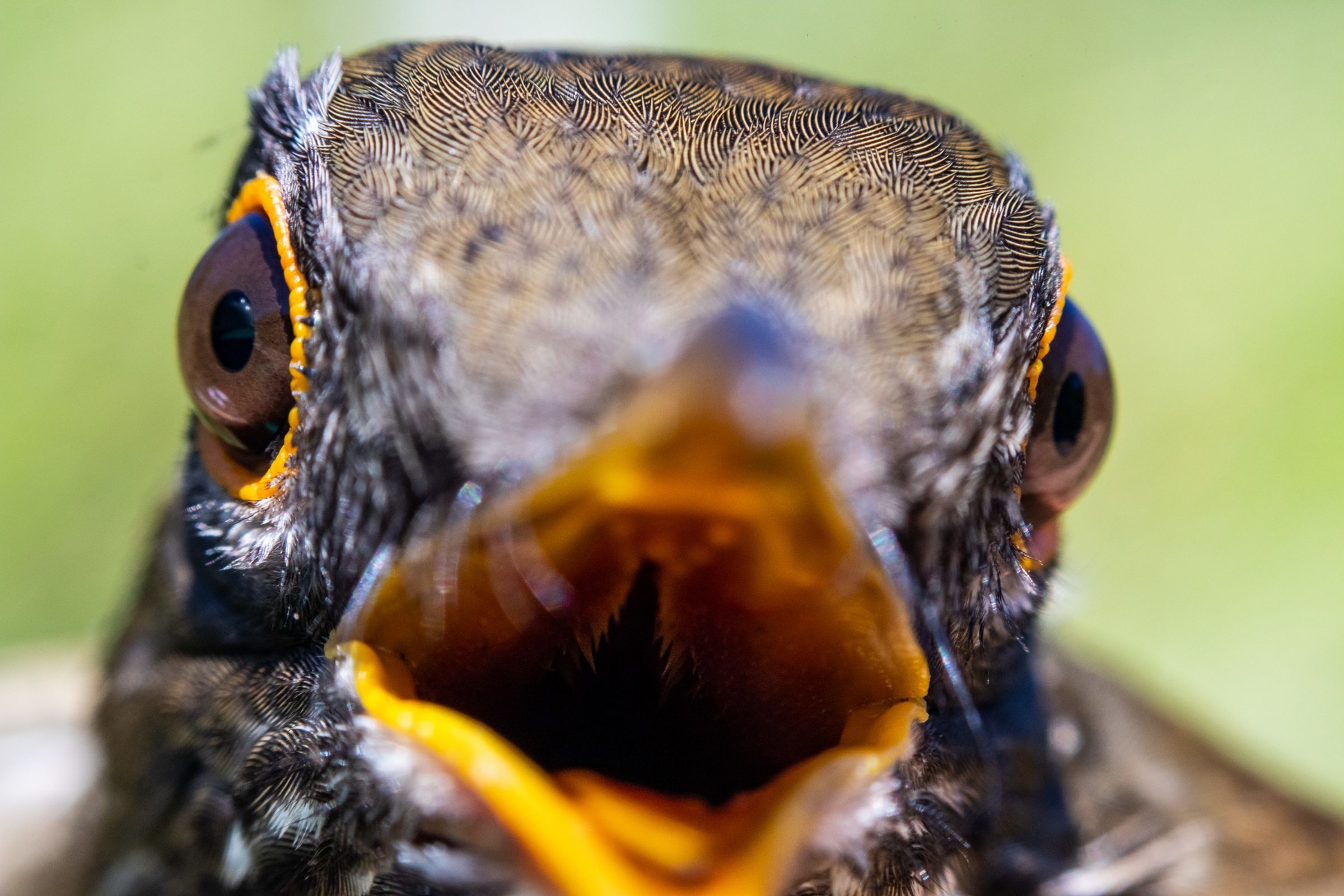 Foto de Rodrigo Carvalho Gon&ccedil;alves 7