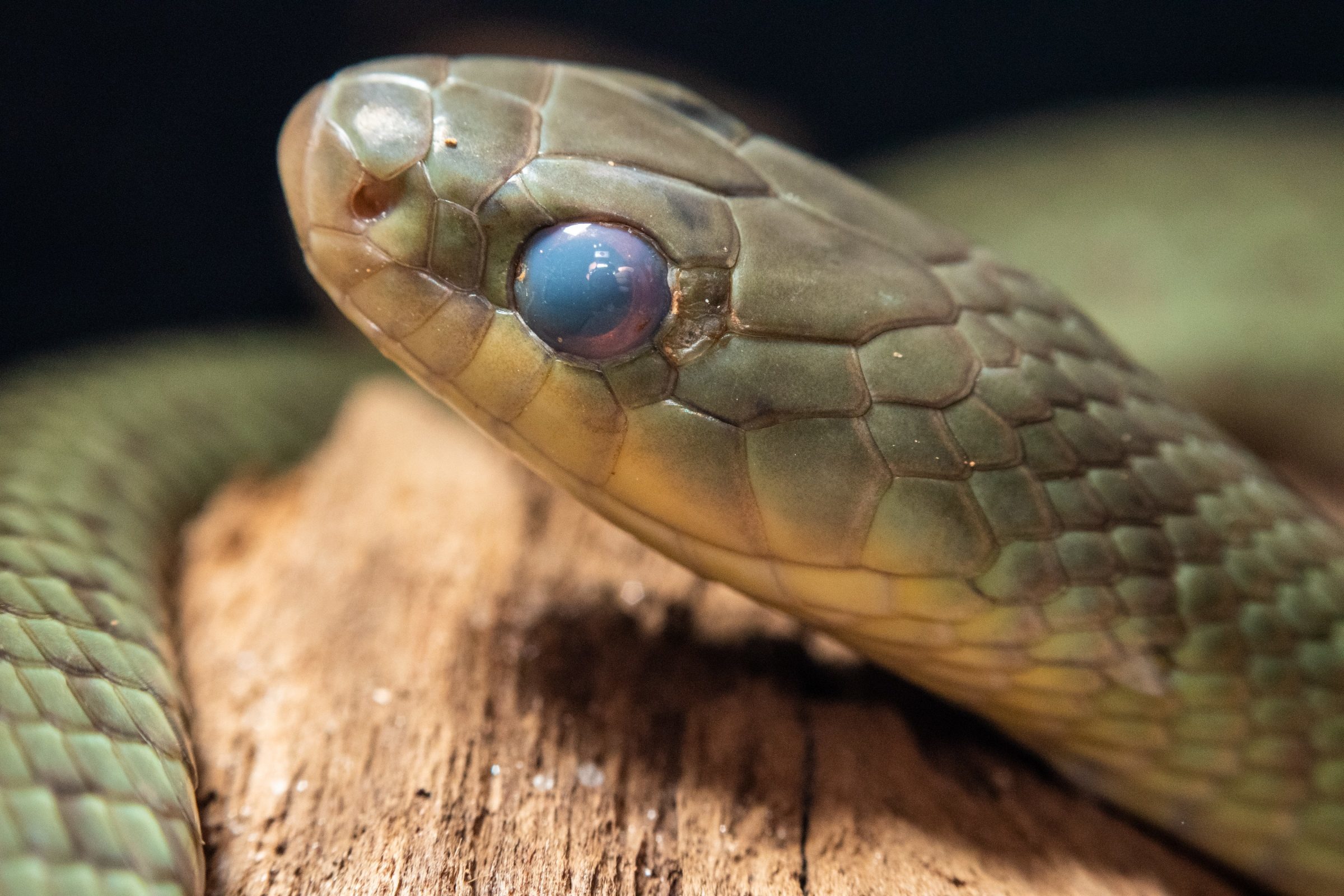 Foto de Rodrigo Carvalho Gon&ccedil;alves 16