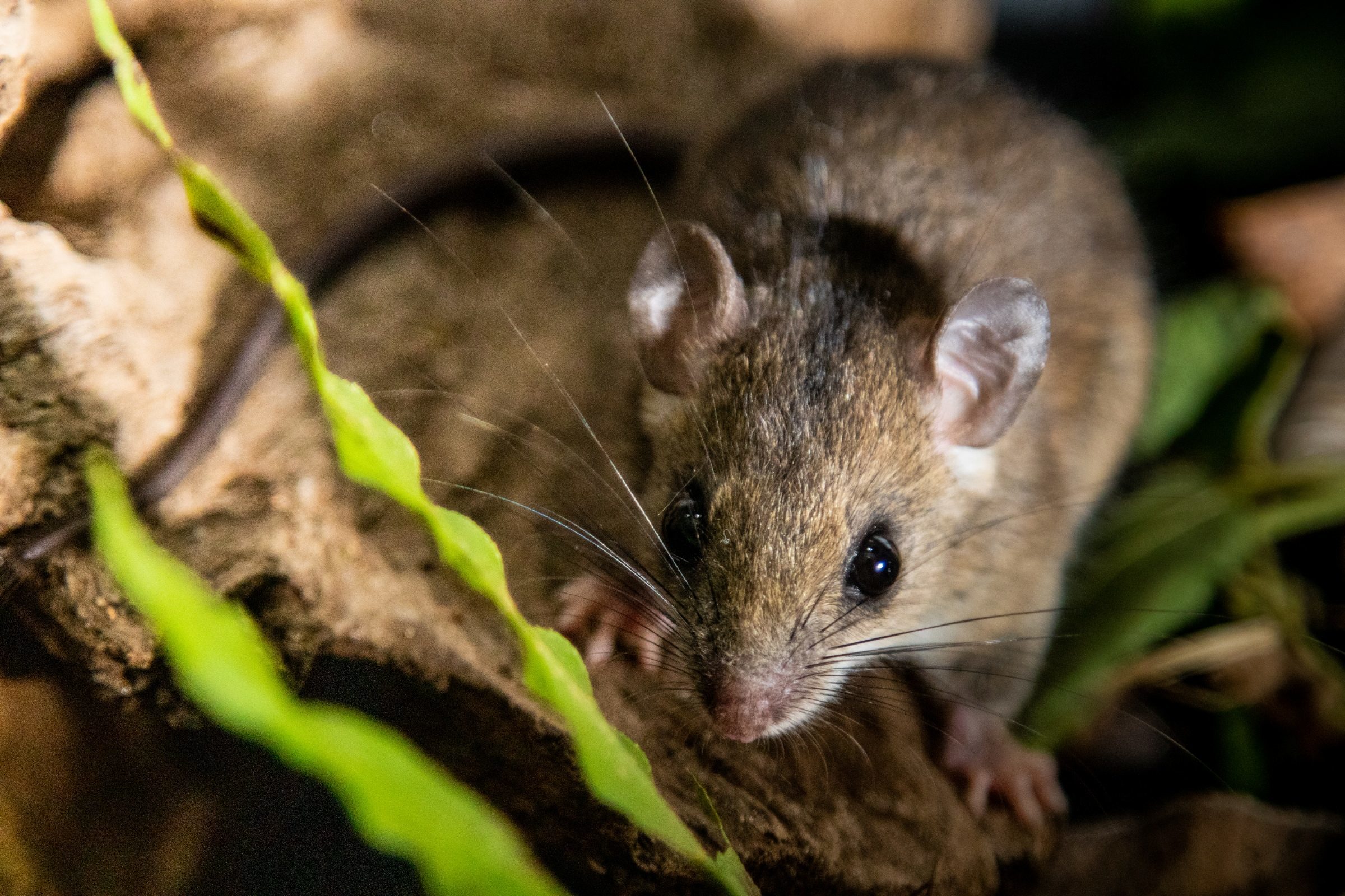 Foto de Rodrigo Carvalho Gon&ccedil;alves 48