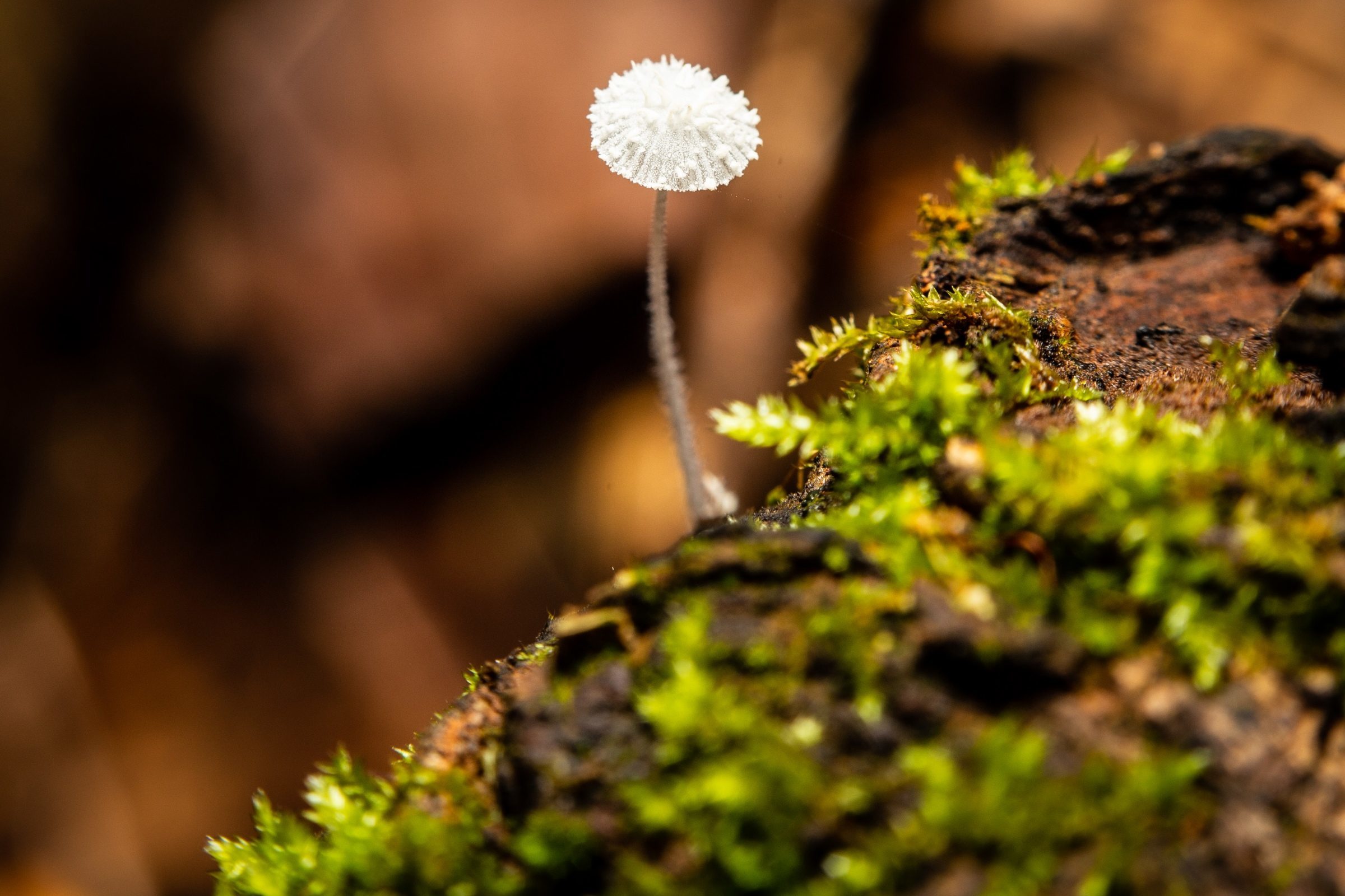 Foto de Rodrigo Carvalho Gon&ccedil;alves 46