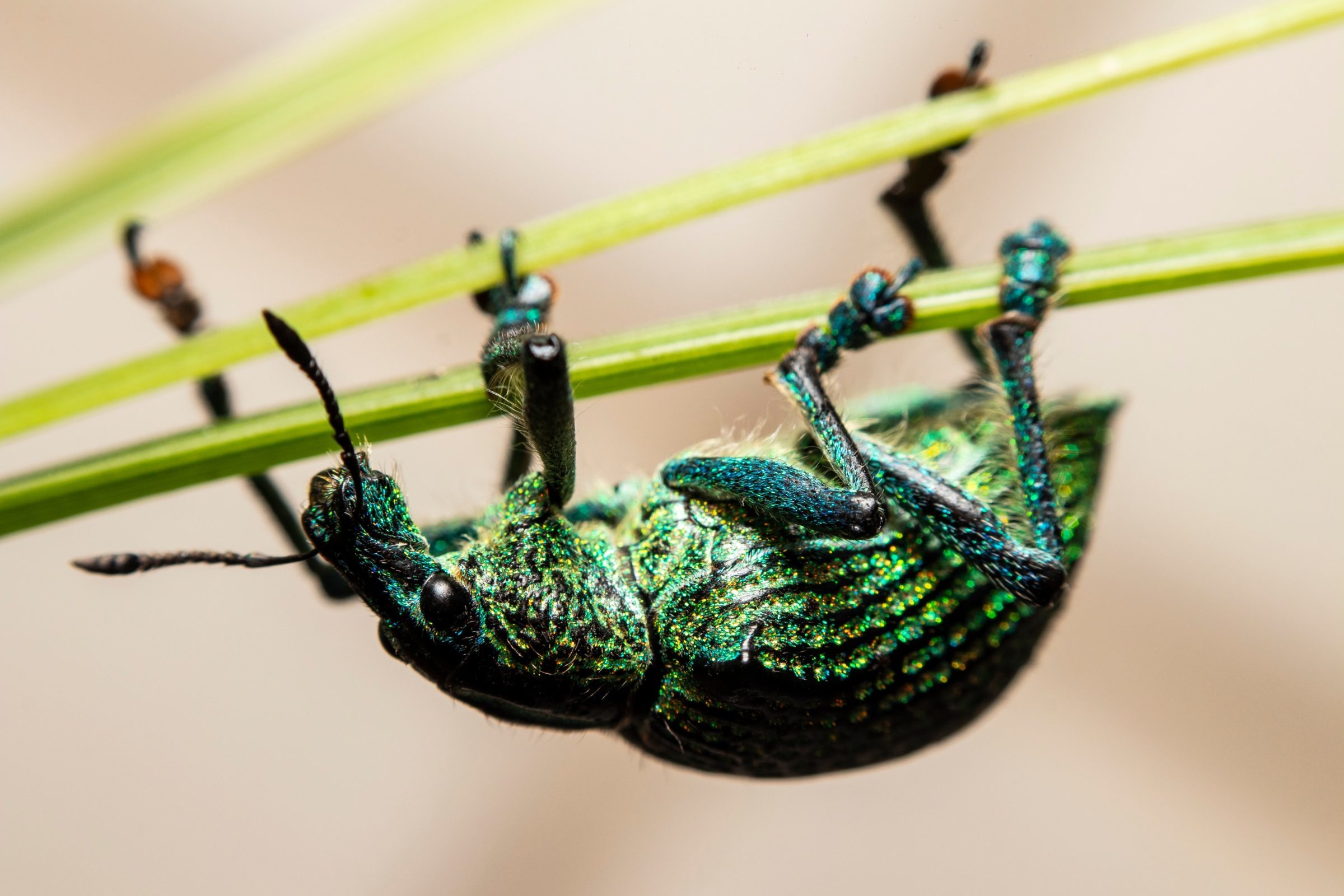 Foto de Rodrigo Carvalho Gon&ccedil;alves 42