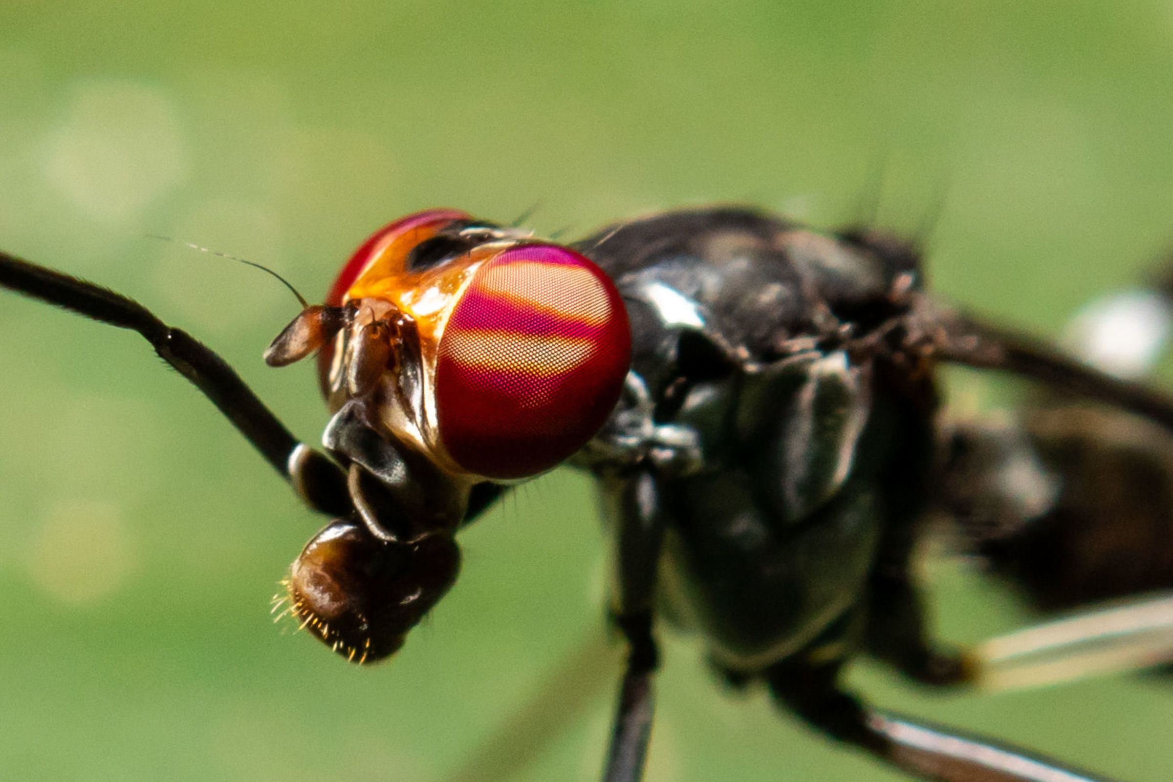Foto de Rodrigo Carvalho Gon&ccedil;alves 19