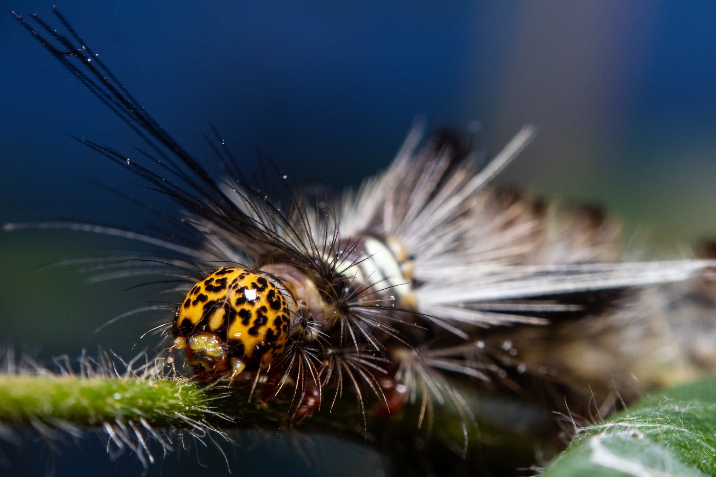 Foto de Rodrigo Carvalho Gon&ccedil;alves 35