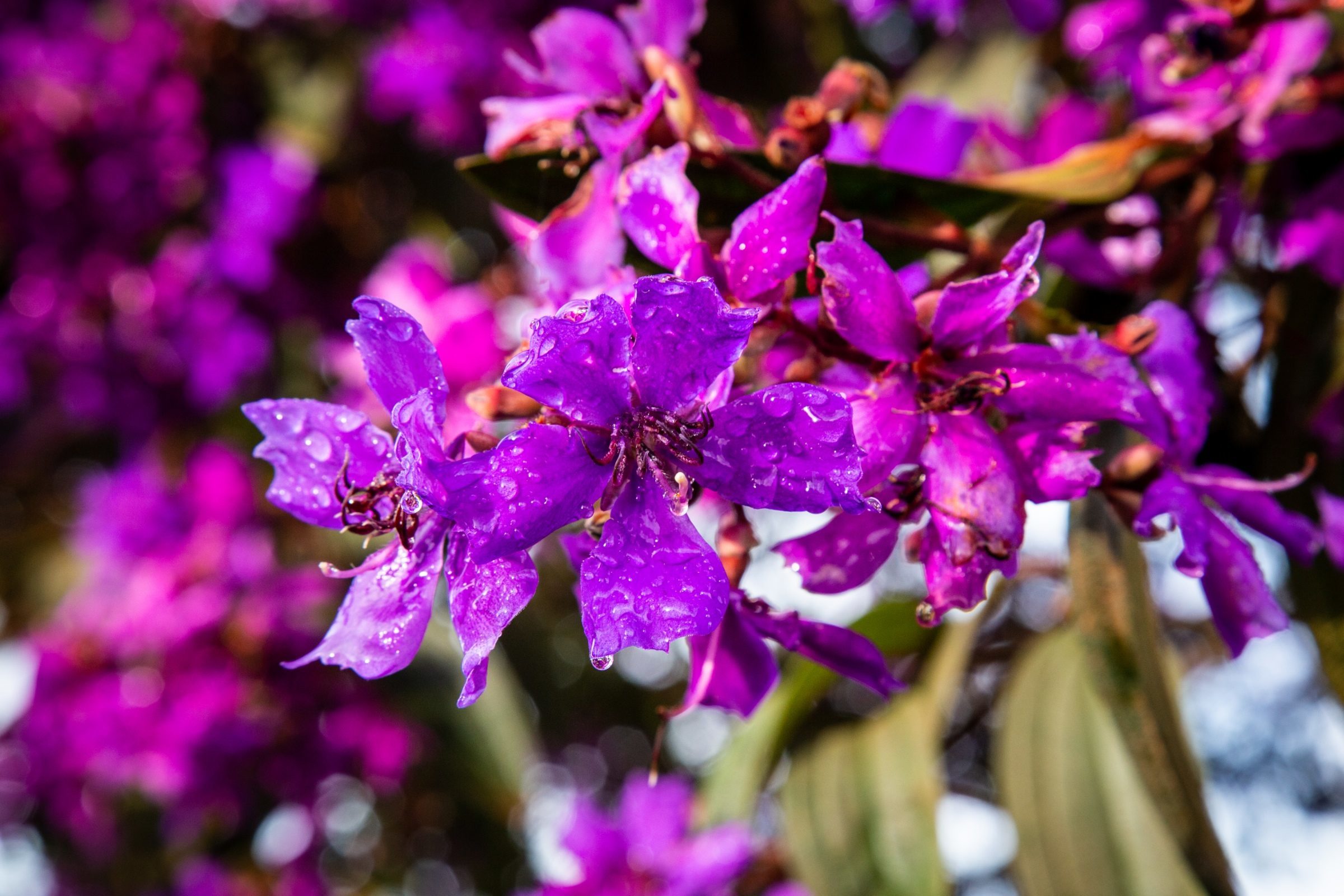 Foto de Rodrigo Carvalho Gon&ccedil;alves 37