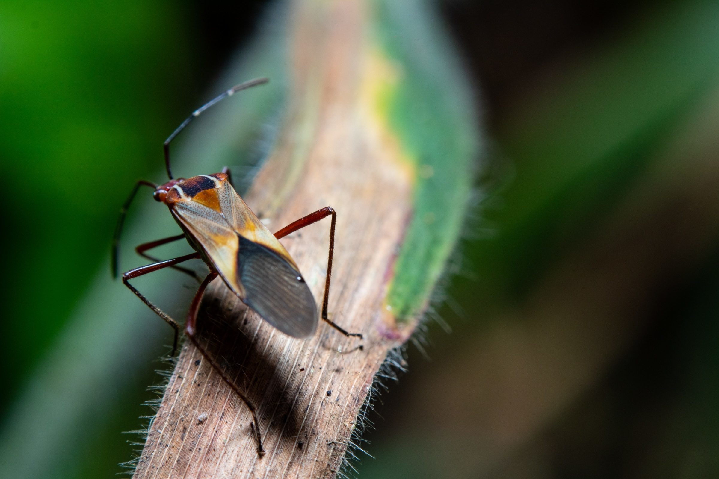 Foto de Rodrigo Carvalho Gon&ccedil;alves 44
