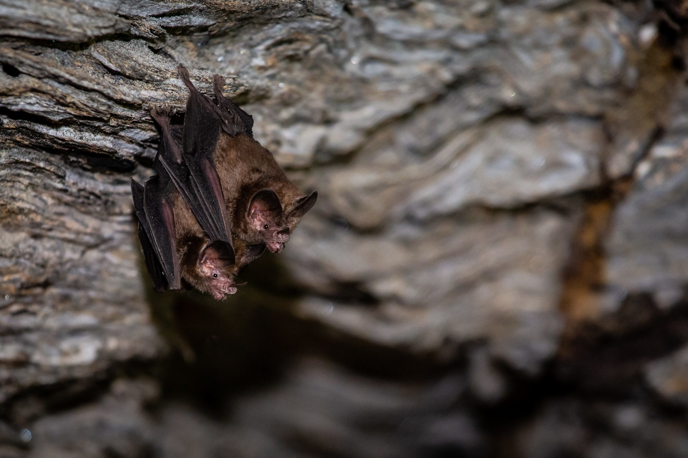 Foto de Rodrigo Carvalho Gon&ccedil;alves 40