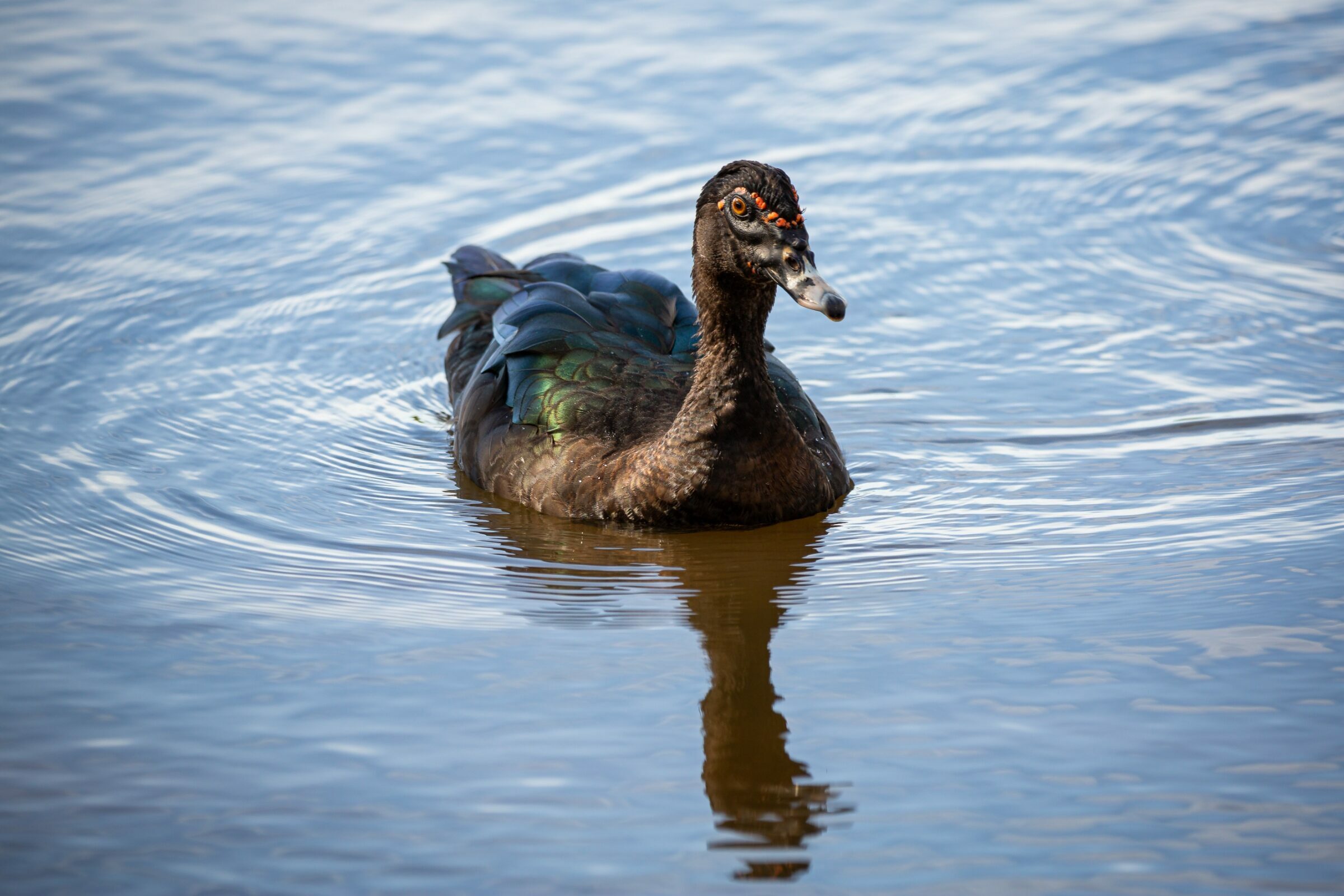 Foto de Rodrigo Carvalho Gon&ccedil;alves 29