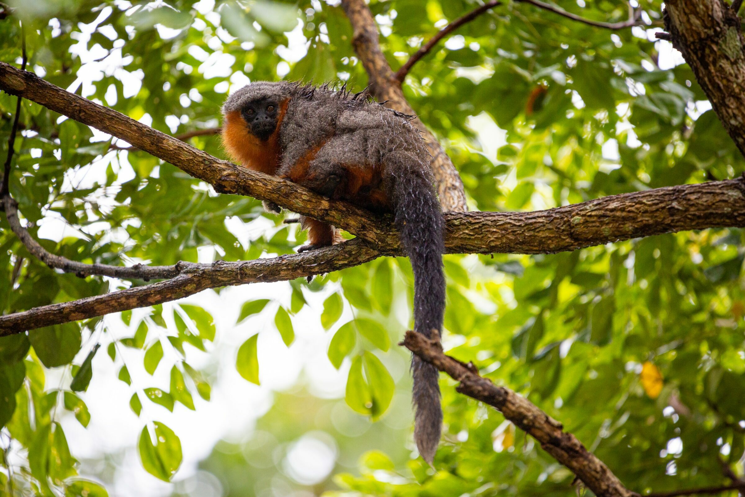 Foto de Rodrigo Carvalho Gon&ccedil;alves 14