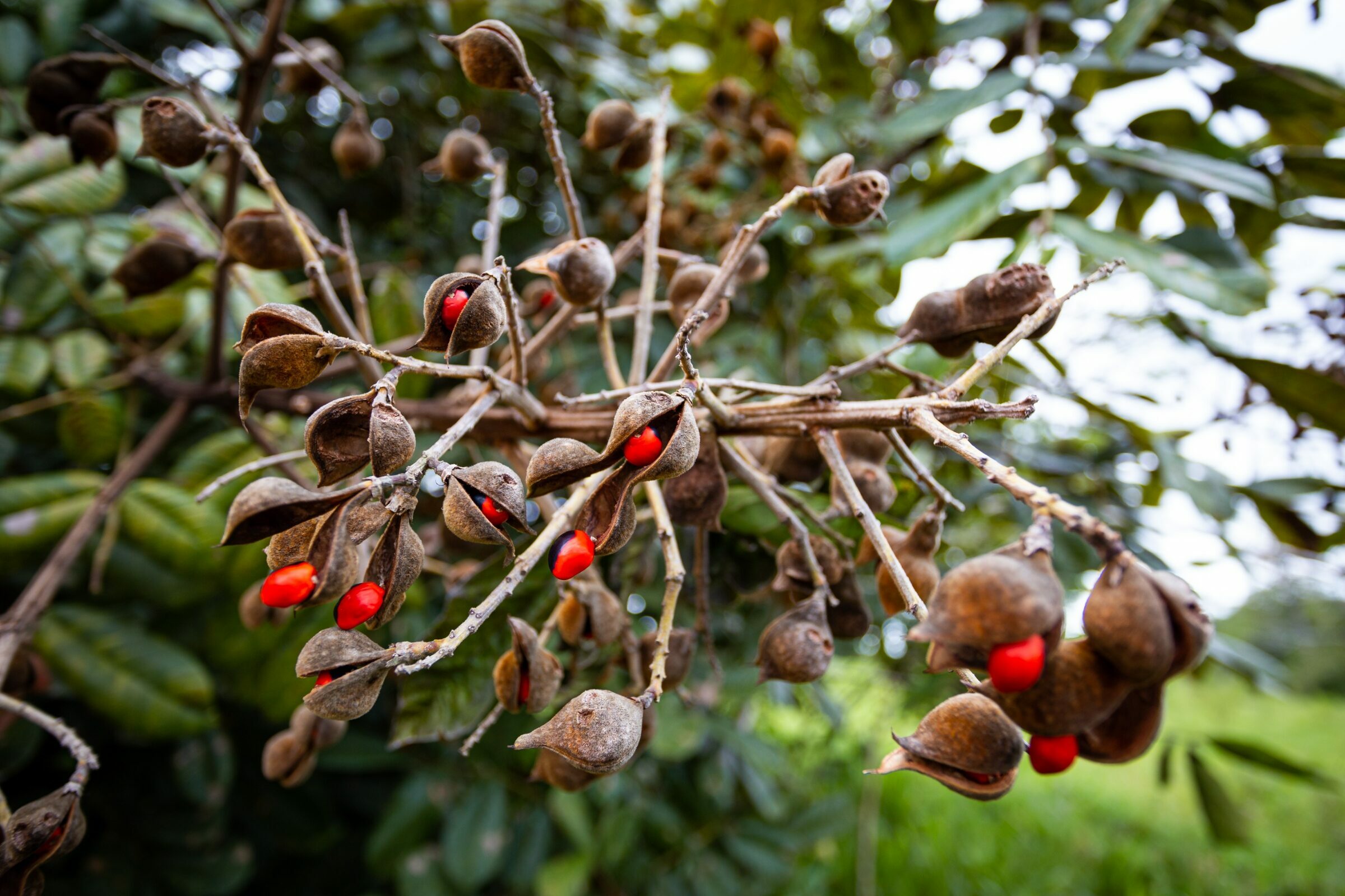 Foto de Rodrigo Carvalho Gon&ccedil;alves 23