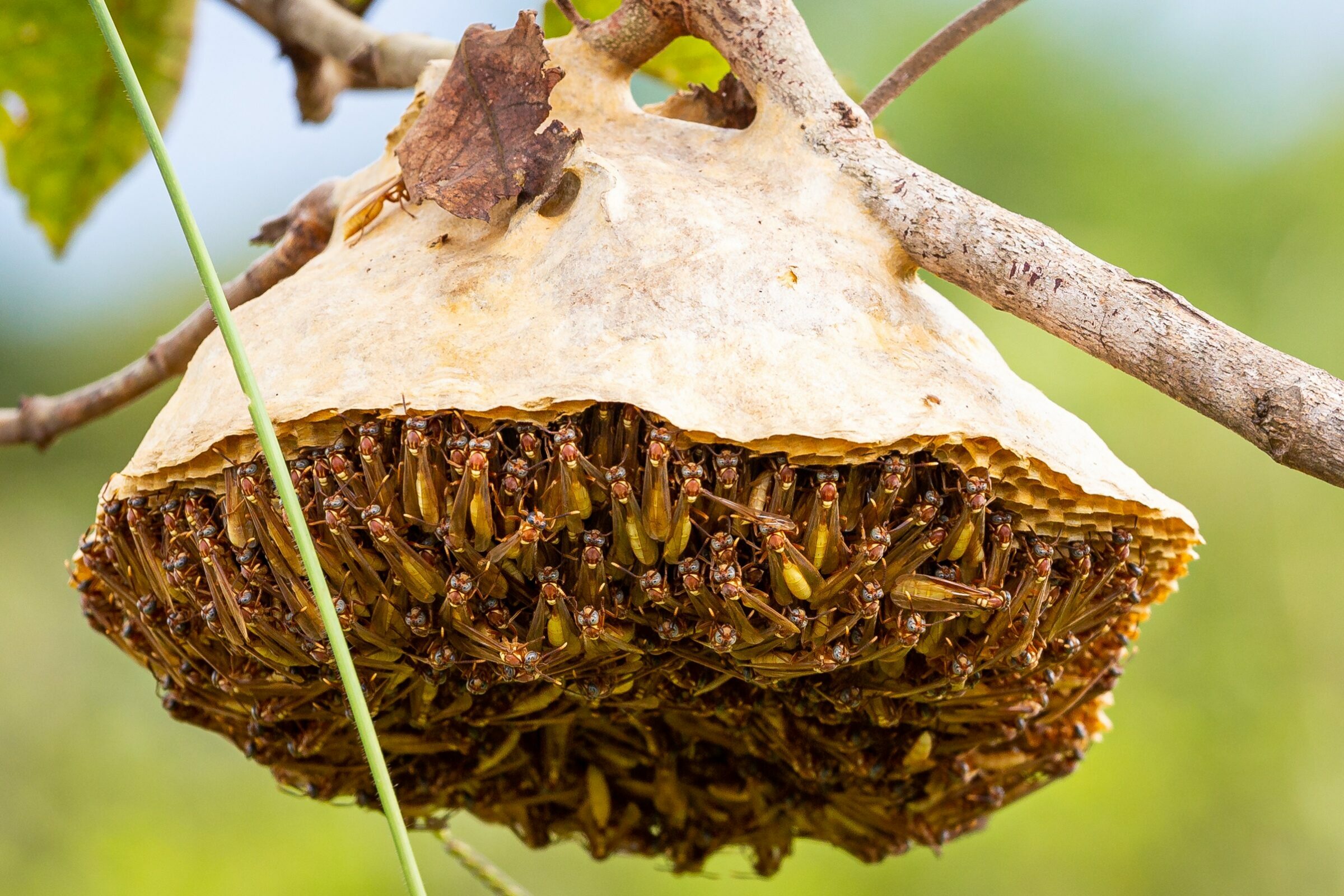 Foto de Rodrigo Carvalho Gon&ccedil;alves 24