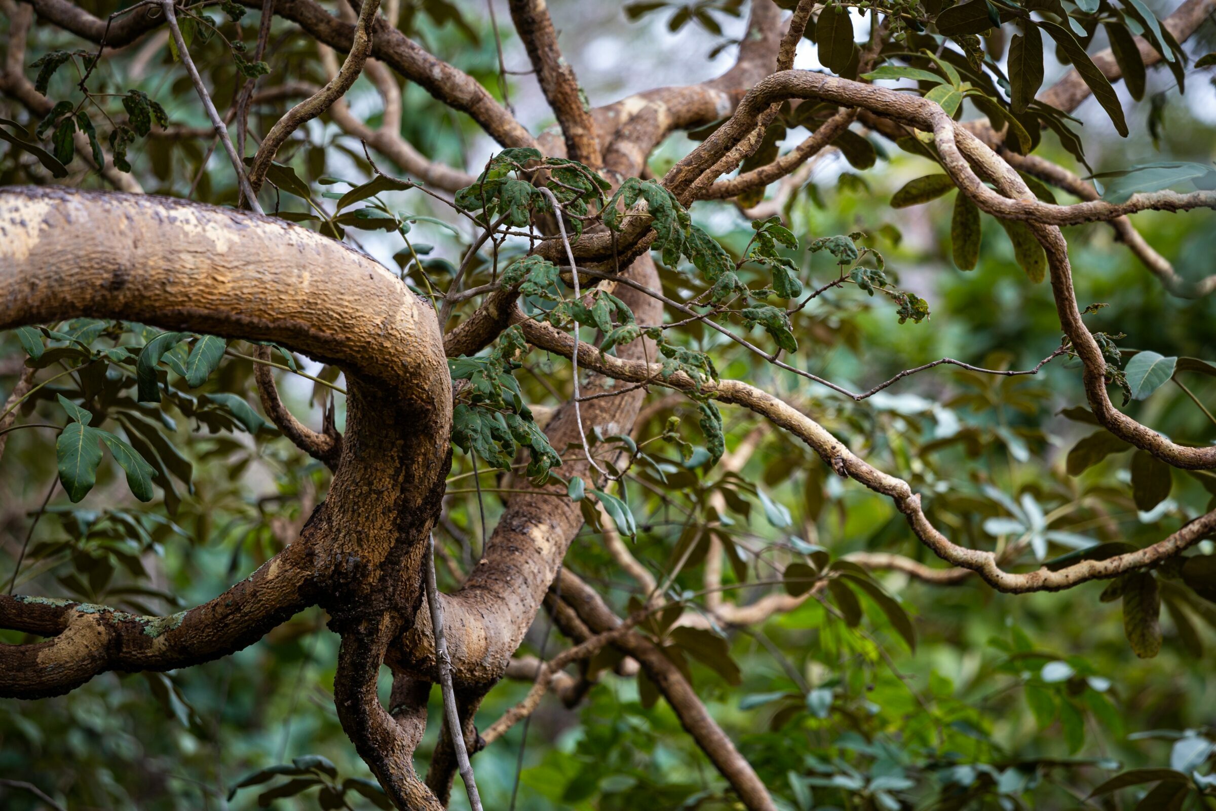 Foto de Rodrigo Carvalho Gon&ccedil;alves 18
