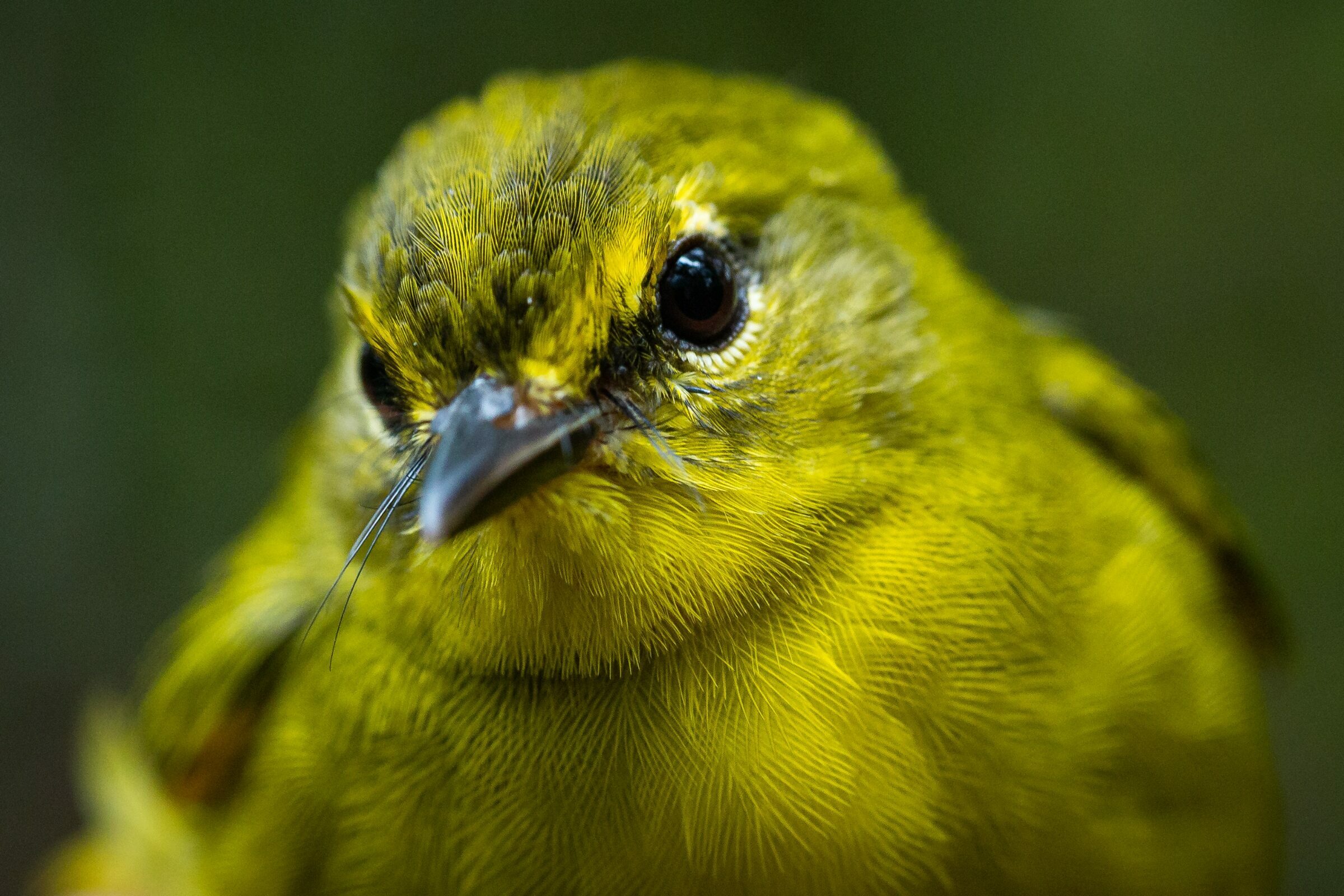 Foto de Rodrigo Carvalho Gon&ccedil;alves 20