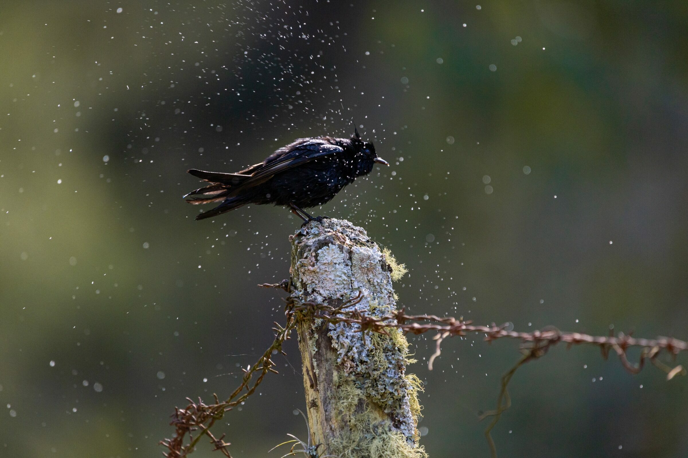 Foto de Rodrigo Carvalho Gon&ccedil;alves 3