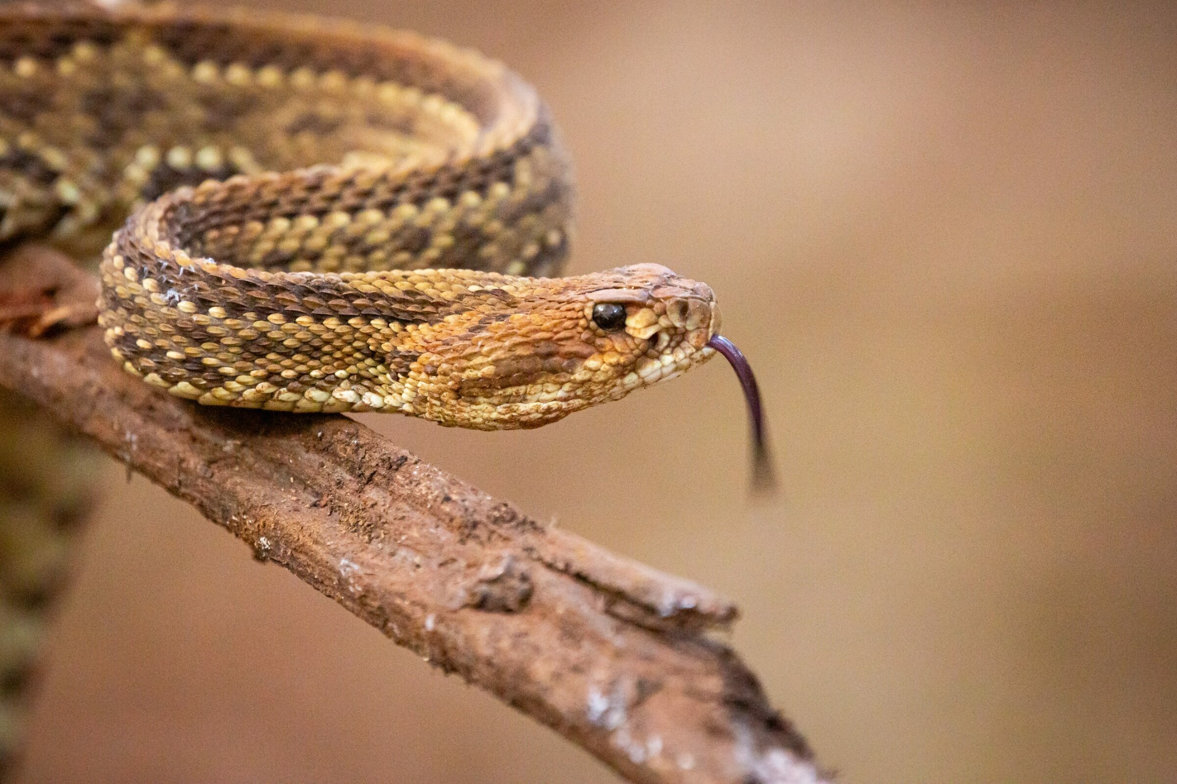 Foto de Rodrigo Carvalho Gon&ccedil;alves 6