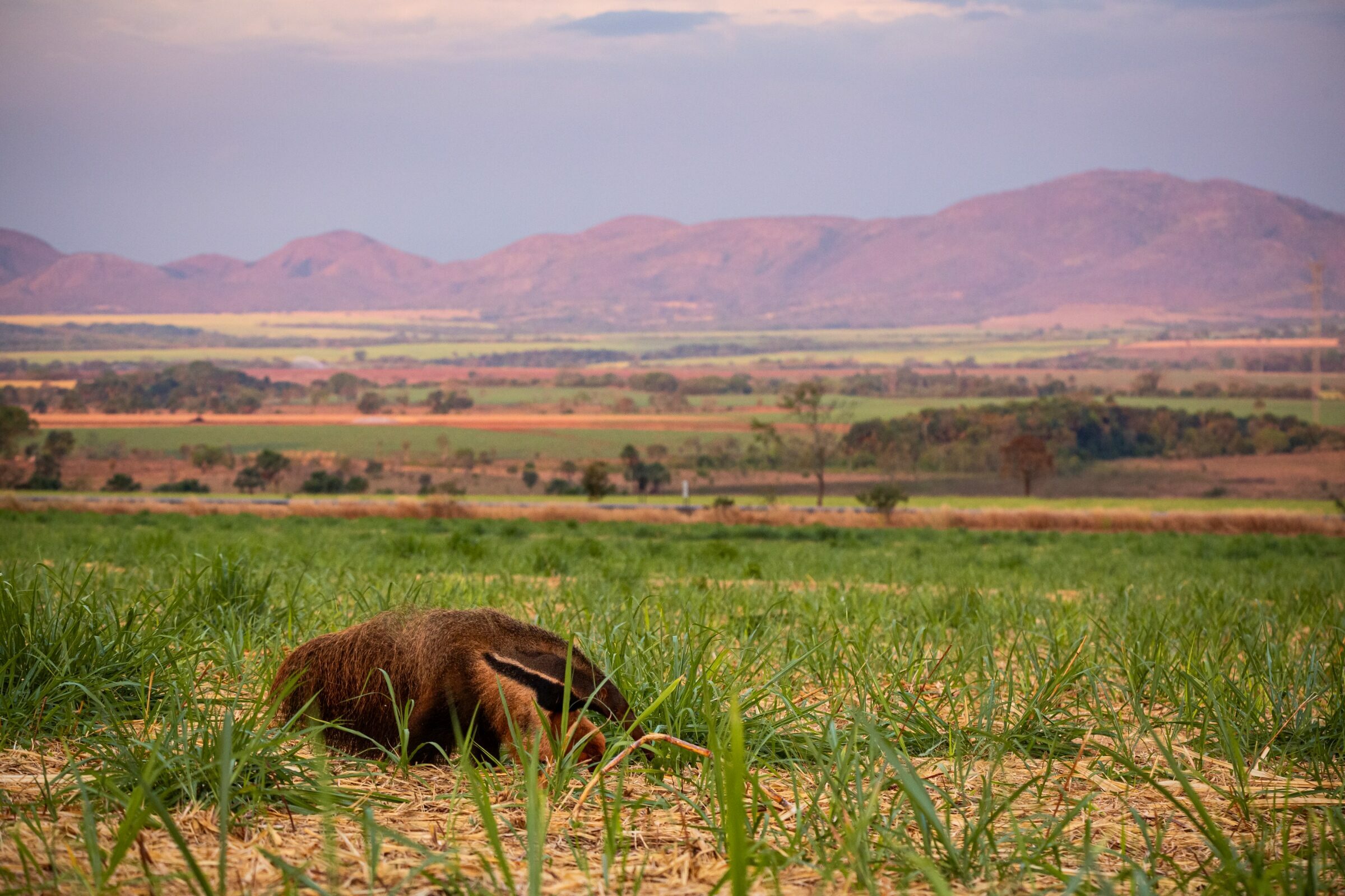 Foto de Rodrigo Carvalho Gon&ccedil;alves 10