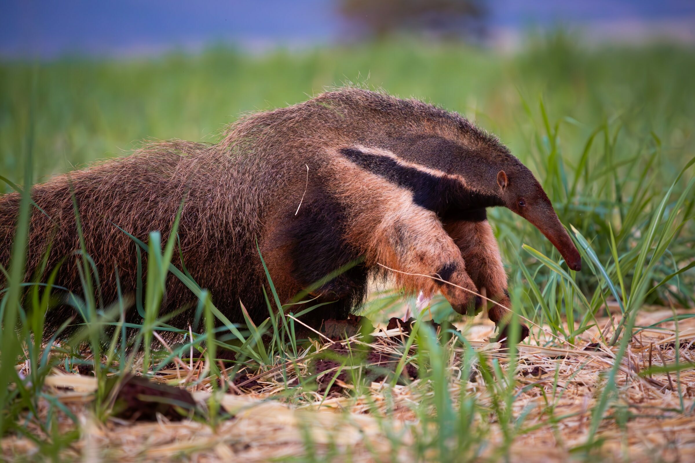 Foto de Rodrigo Carvalho Gon&ccedil;alves 12