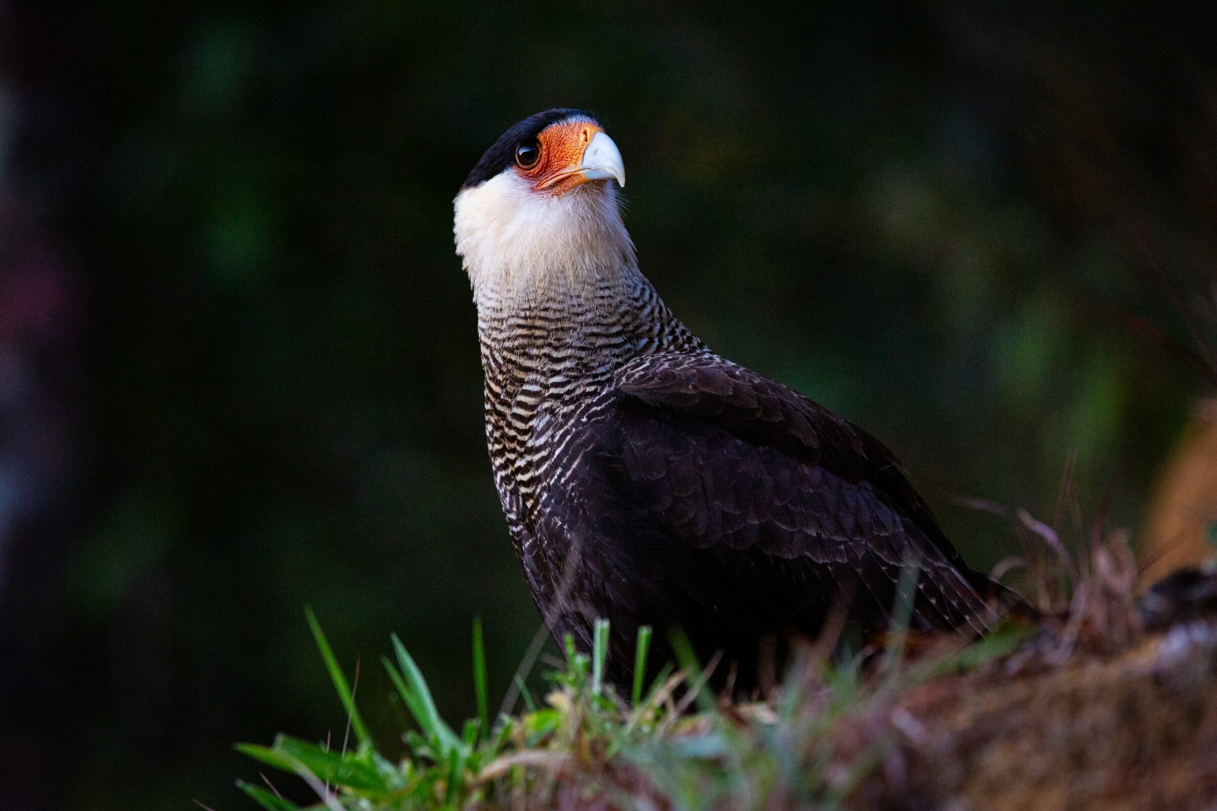 Foto de Rodrigo Carvalho Gon&ccedil;alves 2